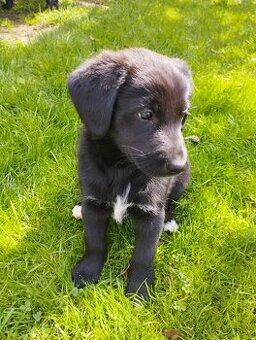 šteniatka labradora - 1