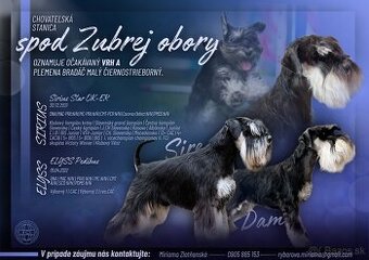 Bradáč malý čiernostrieborný s PP - posledná fenka voľná