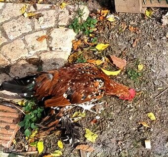 Predám kohútiky MILFLERKY