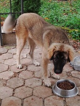 Kangal
