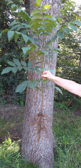 Orech čierny - sadenice