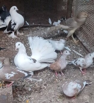 Predám samcov holubov anglických pávikov:
