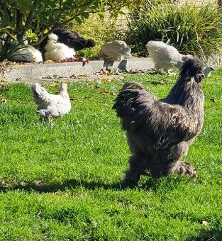 Kohút hodvábničky