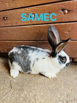 PREDÁM 3 mesačne kraliky kríženec NOS a BO