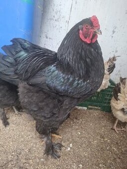 Kohuty brahman a mix