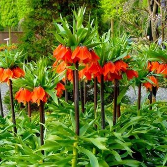 Korunkovka kráľovská - Fritilaria aurora imperialis