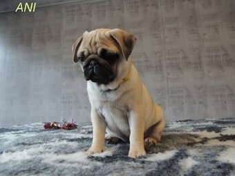 MOPS s PP.