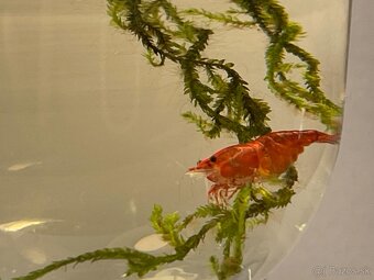 Krevetky Neocaridina Bloody Mary Super