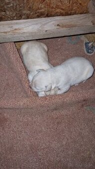 Labrador