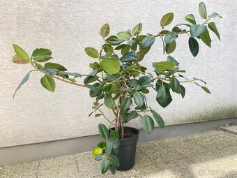 Ficus Elastica Robusta