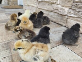 Kuriatka hodvabnicka, Marans pšenična, Appenzel