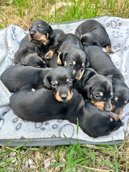 Šteniatka jazvečíka krátkosrstého čierneho na predaj🐾