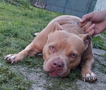 Predám American Bully sucku