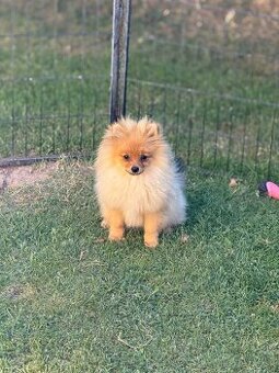 Pomeranian s PP
