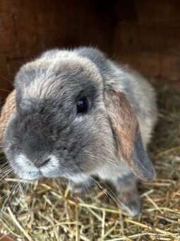 Predám zakrslých zajačikov