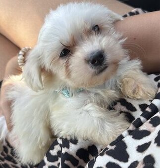 Maltezak Mini 170€