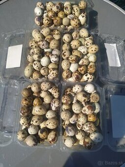 Prepelicie vajíčka