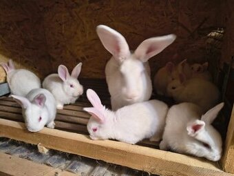 Predám hyla králiky