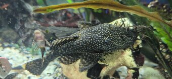 Predám prísavníkov obyčajných - dospelé jedince -samce