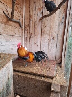 Sliepka , sliepky , kohut , fenix