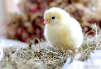 Plymutky kuriatka, násadové vajíčka