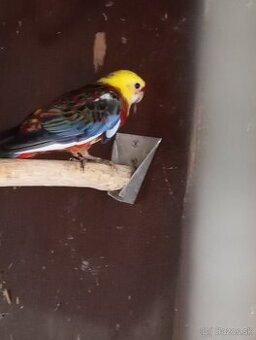 Samička penant červená straka