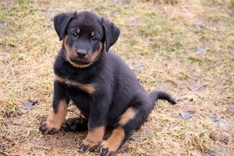 Beauceron - francouzský ovčák s PP (FCI)