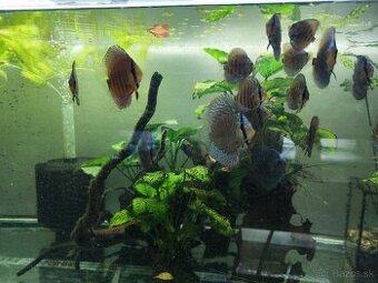 P.rybycky,rastlinky,korene,krmiva.