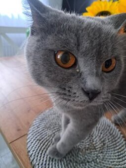 Predam male maciatka britskej macky