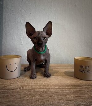 Kanadský Sphynx