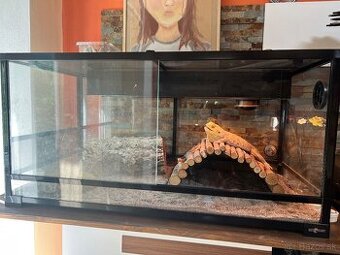 Agama + terarium
