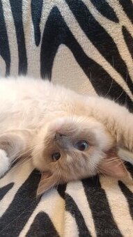 Ragdoll Kocúrik