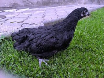 Mladky austrálky vlašky