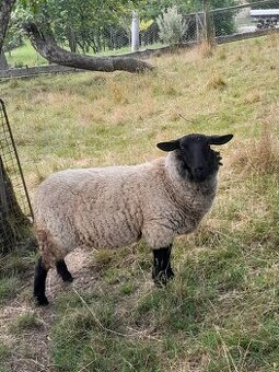 Suffolk ovca