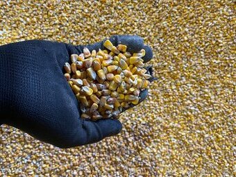 Pšenica, jačmeň, kukurica, repka, slnečnica