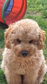 Pudlik pudel trpasličí,psík