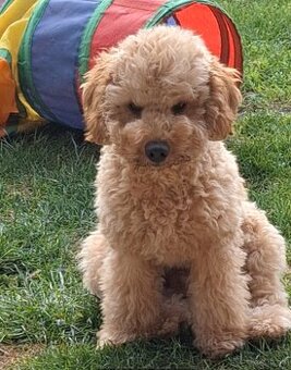 Pudlik pudel trpasličí,psík