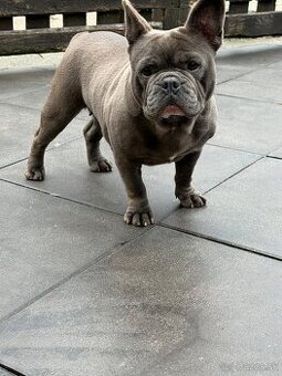 Francúzsky buldocek