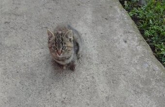 Darujem dve mačiatka