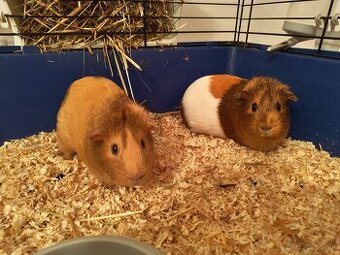 Darujem 2 morčatá.