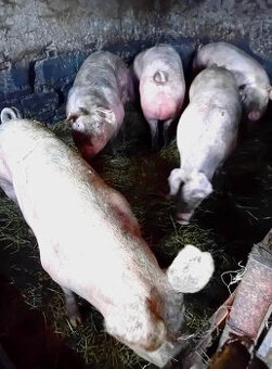 Ošípané - predaj 2,90 €/kg