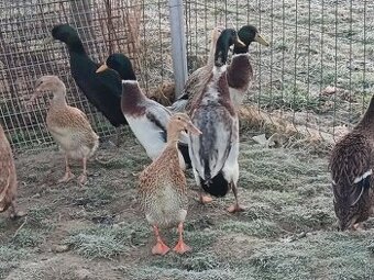 Predám čerstvé násadové vajíčka indického bežca