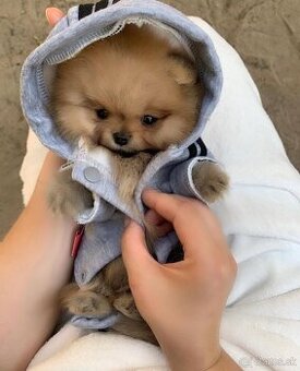 Pomeranian chlapček