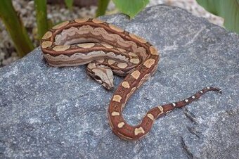 Boa Constrictor - Velhad Kralovsky