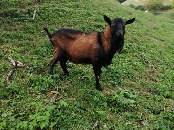ponúkam capa na pripustenie