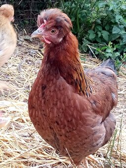 NV zelené green shell