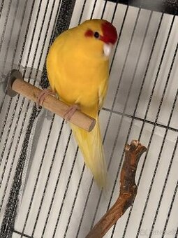 KAKARIKI cervenocely