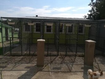 Alexander malý žltý 2025.