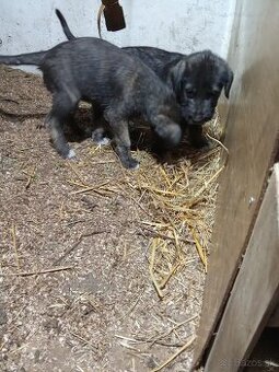 Predám írsky vlkodav