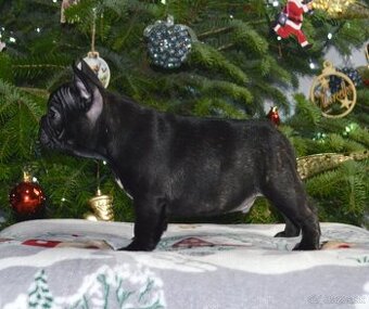 Francúzsky buldoček s PP/French bulldog